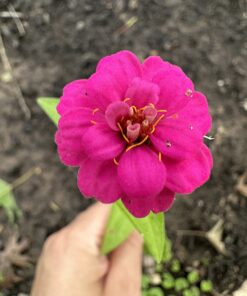 Outsidepride Zinnia Elegans Lilliput Heat & Drought Tolerant Garden Cut Flower Mix - 1000 Seeds Lilliput Mix 57 71ieHPT4A1L