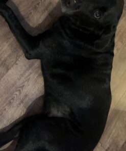 Veterinary Formula Clinical Care Antiparasitic & Antiseborrheic Medicated Dog Shampoo, 16 oz – Paraben, Dye, Soap Free – Hydrating and Antifungal Shampoo for Dogs, White 53 71ifMmoDjL