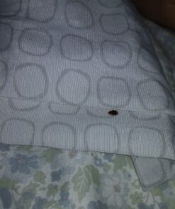 EcoRaider Bed Bug Killer Spray 1 Gallon Jug, Green + Non-Toxic, 100% Kill + Extended Protection 28 71ih4wiqcSL