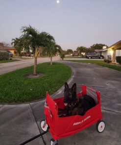 Radio Flyer 3-In-1 EZ Folding, Outdoor Collapsible Wagon for Kids & Cargo, Red Folding Wagon Canopy 84 71ihIFSSOjL
