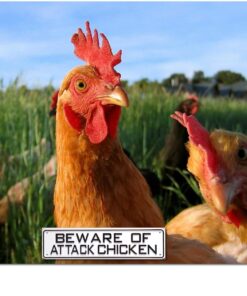 Alternative view of Beware Of Attack Chicken Sign