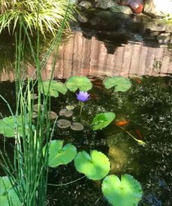 API pond SALT Pond Water Salt 9.6-Pound Container, FISHAQUARI 1 23 71ii2KjQbGL