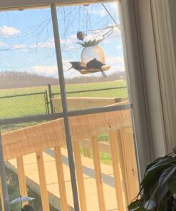 Wagner's 62004 Eastern Regional Wild Bird Food, 20-Pound Bag 25 71ijWkzb32L