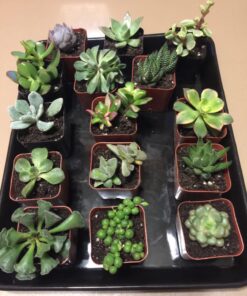 Succulent Assorted Pack- Perfect for Weddings, Party Favors, Home Gardens, and Social Events by Jiimz (15 Pack) 93 71il q3g6L