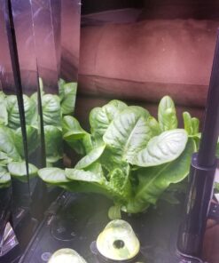 AeroGarden Mixed Romaine Lettuce Seed Pod Kit (6-pod) 6-pod 40 71imsvchYUL