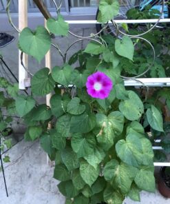 Flower Morning Glory Top of The Morning FBA-7776 (Multi) 50 Non-GMO, Heirloom Seeds 30 71inrBpSfpL
