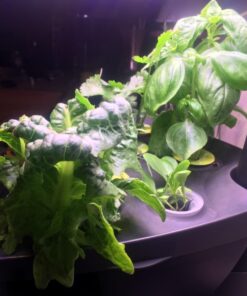 AeroGarden Classic 6 with Gourmet Herb Seed Pod Kit 60 71ipvPxo3dL