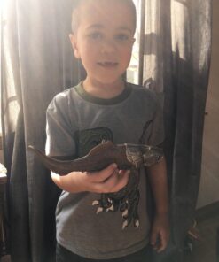 Schleich Dinosaurs Realistic Dunkleosteus Figurine with Movable Jaw - Prehistoric Jurassic Dino Toy with Highly Detailed Movable Jaw, Education and Fun for Boys and Girls, Gift for Kids Ages 4+ 24 71iqykORX L