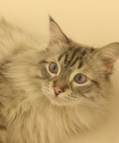 Natural Balance Limited Ingredient Adult Grain-Free Wet Canned Cat Food, Chicken & Green Pea Recipe, 5.5 Ounce (Pack of 24) 21 71irpgG1dL 1