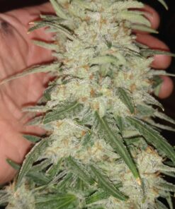 Nectar for the Gods NGOS3004 One Shot Granules, 4 lb Soil Amendment, Black 11 71iszIEav0L