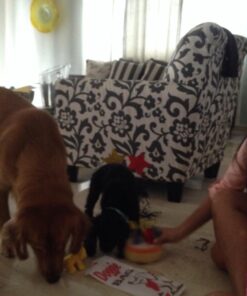 Plush Neon Dogs (1 dozen) - Bulk, Assorted Colors 23 71iuO8bIFNL