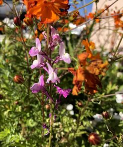 Hummingbird Nectar Wildflower Seeds Bulk Open-Pollinated Wildflower Seed Mix Packet, Non-GMO, No Fillers, Annual, Perennial Wildflower Seeds Year Round Planting - 1 oz 91 71iwdKuw6ZL