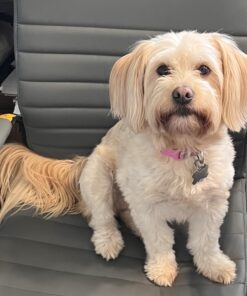 Wisdom Panel Breed Discovery Dog DNA Kit: Most Accurate Dog Breed Identification, Test for 365+ Breeds, MDR1 Health Test, Ancestry, Relatives 33 71izLWtDFmL