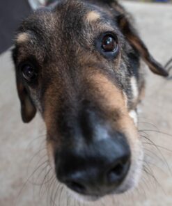 Nikon AF-S FX NIKKOR 20mm f/1.8G ED Fixed Lens with Auto Focus for Nikon DSLR Cameras Lens Only 59 71j10dhegL