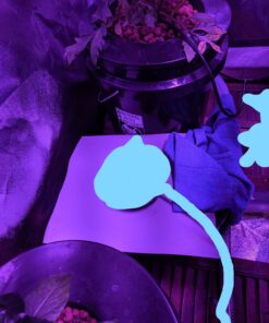 KingLED Newest 3000w LED Grow Lights with LM301B LEDs 4 * 2ft Coverage Full Spectrum Grow Lights for Indoor Hydroponic Plants Veg Bloom Greenhouse Growing Lamps 38 71j1nxbk63L