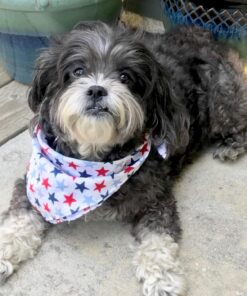 K9 Advantix II Medium Dog Vet-Recommended Flea, Tick & Mosquito Treatment & Prevention | Dogs 11-20 lbs. | 6-Mo Supply 6 Pack Medium Dog only 37 71j4wiEBdQL