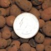 Leca Clay Orchid/Hydroponic Grow Media - 2 lbs. 42 71j59jUgf4L