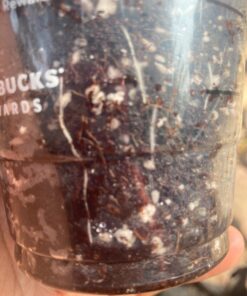 General Hydroponics RapidStart, Plant Food, 1-0.5-1, 125 mL. 34 71j7gceB7OL