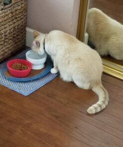 Necoichi Raised Cat Water Bowl, Elevated, with Measurement Lines, Dishwasher and Microwave Safe (Cat, Regular) 43 71j8fe5CDRL