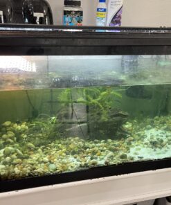 Seachem Indoor Purigen Organic Filtration Resin - Fresh and Saltwater 100 ml 29 71jA7NczpNL