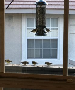 Squirrel Buster Legacy Squirrel-proof Bird Feeder w/4 Metal Perches, 2.6-pound Seed Capacity garden green 25 71jAILXTN1L