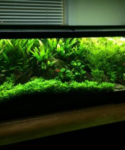 DIY CO2 Generator System Kit with Pressure Gauge Air Flow Adjustment Valve - Pressurized CO2 Kit for Aquarium Plants Tube Valve for Bottle - CO2 Regulator Aquarium for CO2 Diffuser - Grow System 44 71jEhYDEHbL