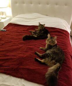 Sunbeam Royal Luxe Cabernet Heated Personal Throw / Blanket, Cozy-Warm, Adjustable Heat Settings 32 71jEkimGxjL