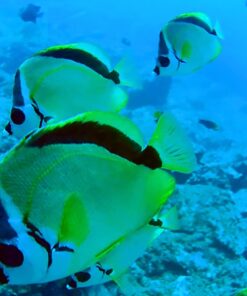 AKASO EK7000 4K30FPS 20MP Action Camera Ultra HD Underwater Camera 170 Degree Wide Angle 98FT Waterproof Camera Support External Microphone Black 39 71jEqWF64oL