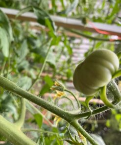 Burpee SteakHouse Hybrid Non-GMO Large Beefsteak Garden Produces Giant 3 LB Fresh Tomatoes | Vegetable Planting, 25 Seeds 54 71jErF Vs9L