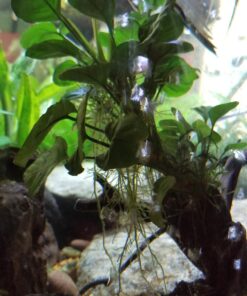 Anubias Barteri Coin Leaves Live Aquarium Plants Freshwater Rhizome 3 Days Live Guaranteed by Mainam 31 71jHnd4SZJL