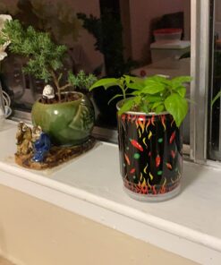 Moruga Scorpion Pepper - Grow Your Own Hottest Pepper in the World! - 2,000,000SHU 3oz/85gr 28 71jJs06KFdL 1