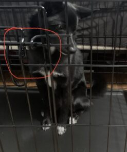 MidWest Homes for Pets Newly Enhanced Double Door iCrate Dog Crate, Includes Leak-Proof Pan, Floor Protecting Feet, Divider Panel & New Patented Features 36 inch (Pack of 1) 47 71jKNRmg2L