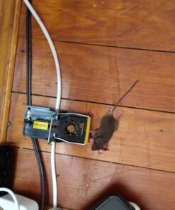 Mouse Trap Mouse Traps Indoor Mouse Traps for House Mouse Traps Outdoor Mice Traps for House Indoor 6 Pack M1-6 Packs 24 71jMlcLlyoL