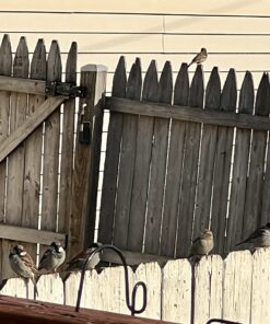 Kaytee Wild Bird Food Nut & Fruit Seed Blend For Cardinals, Chickadees, Nuthatches, Woodpeckers and Other Colorful Songbirds, 5 Pounds 5 Pound (Pack of 1) 38 71jNSCZUOPL 1