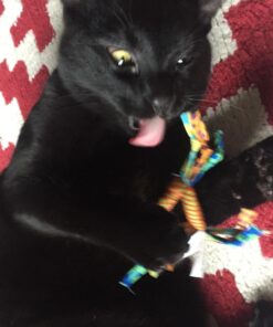 Petstages Dental Health Chews Pair Dental Chew 34 71jNYSGLivL