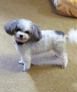 Virbac C.E.T. Enzymatic Oral Hygiene Chews, Small Dog, 30 Count,Beef,0.65 pounds 8.4 Ounce (Pack of 1) Blue 23 71jQ201dnyL