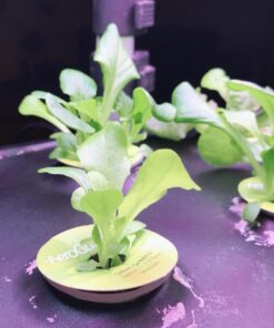 AeroGarden Salad Greens Mix Seed Pod Kit, 7 pod 41 71jWEjXS4L