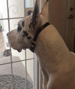 SportDOG No Bark Collar SBC-R 20 71janfYxskL