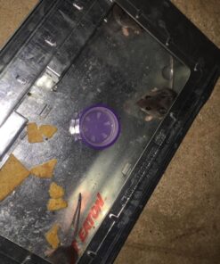 JT Eaton 421CL Repeater Multiple Catch Mouse Trap with Clear Inspection Window 20 71jblkEUw6L