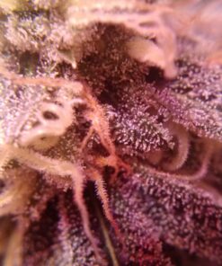 Advanced Nutrients 2320-12 Bud Candy Fertilizer, 250 mL, 250 Liter, Brown/A 8.4535 Fl Oz (Pack of 1) 11 71jcHIRaEL