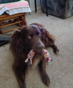 Mammoth Flossy Chews Color Rope Tug – Premium Cotton-Poly Tug Toy for Dogs – Interactive Dog Rope Toy – Tug Dog Chew Toy Large 25" 3 Knot 34 71jeEa66D5L