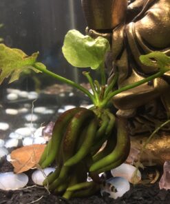 SunGrow 50 pcs Catappa Indian Almond Leaves for Betta Fish Tank Aquarium, 2” Water Conditioner Leaves, Leaf Also Suitable for Shrimp, Goldfish, Guppy and Frogs 50 Leaves 68 71jh5XipC5L