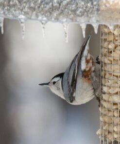 F.M. Brown'S Song Blend Premium Shelled Peanuts For Pets, 3-Pound, White 3 Pound (Pack of 1) 11 71jihCCKv7L