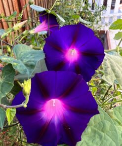 Flower Morning Glory Top of The Morning FBA-7776 (Multi) 50 Non-GMO, Heirloom Seeds 25 71jjKldQjvL