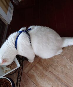 PetSafe Come With Me Kitty Harness and Bungee Leash, Harness for Cats, Large, Royal Blue/Navy 39 71jjWH7laSL