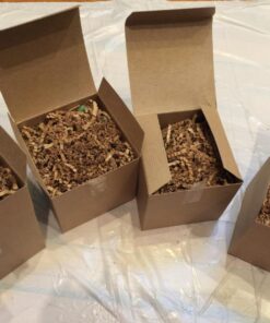 Succulent Assorted Pack- Perfect for Weddings, Party Favors, Home Gardens, and Social Events by Jiimz (15 Pack) 68 71jjevBDc9L