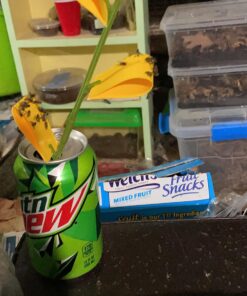 Safer Brand 5026 Houseplant Sticky Stake Insect Traps for Indoor Plants - Controls Fungus Gnats, Whiteflies, Midges, Thrips, Fruit Flies, and Black Flies - 1 Pack, 7 Traps 36 71jlh7aaNmL