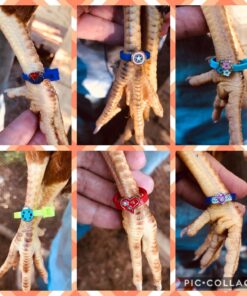 20 Chicken Charm Poultry Leg Bands - Includes Americas Favorite Super Hero's 36 71joZ4OftmL