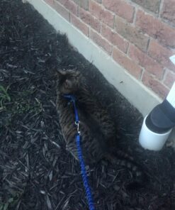 PetSafe Come With Me Kitty Harness and Bungee Leash, Harness for Cats, Large, Royal Blue/Navy 34 71jooglDCPL