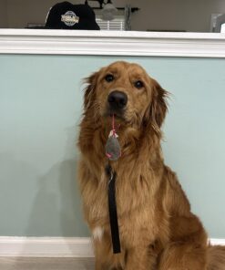 SmartyKat (3 Count) Skitter Critters Catnip Cat Toys - Gray/Cream, 3 Count Set of 3 Skitter Critter Mouse 35 71jqA4jAOFL